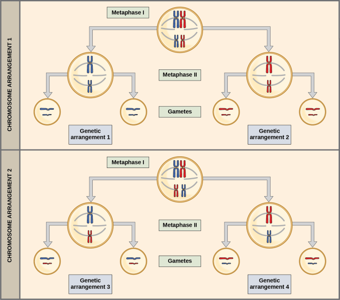 What is the law of independent assortment