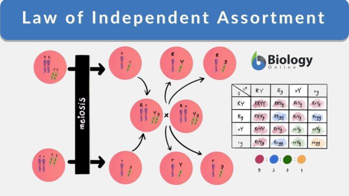 What is the law of independent assortment