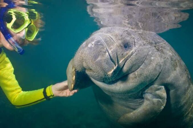 Is it against the law to touch a manatee