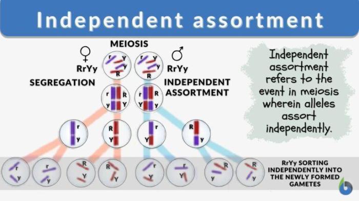 Independent assortment segregation mendelian chromosomes genetics principle genes traits principles wikimedia commons two biology openstax adapted svg wiki source file