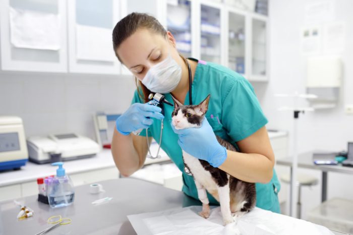 When to except inspections process by board veterinary california law