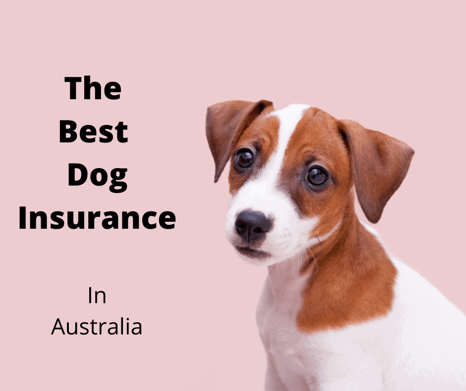 Best dog insurance in australia