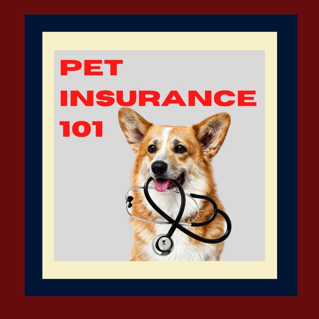 Insurance pet health why need do comments