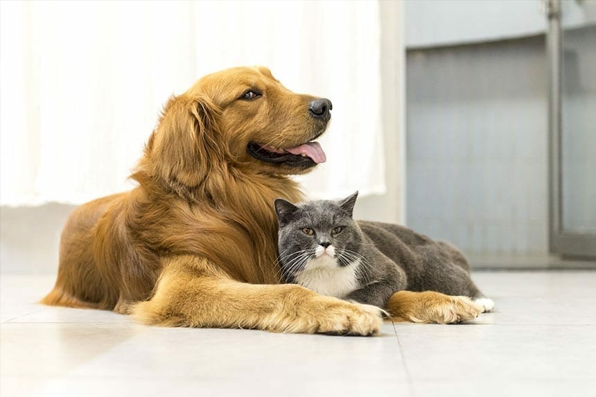 Providers insurance pet australia