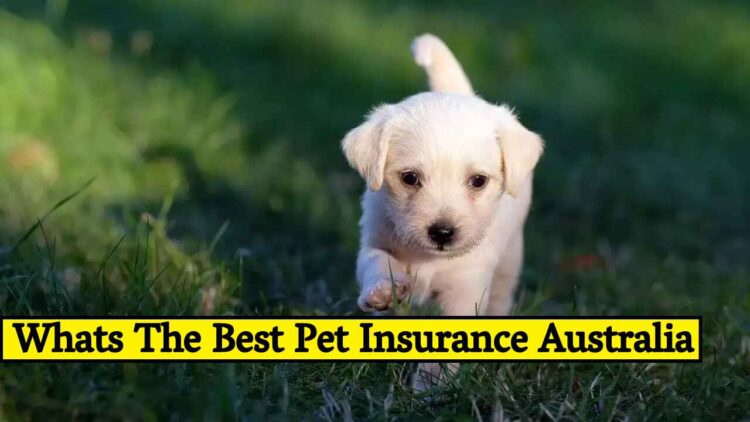 Best pet insurance in australia