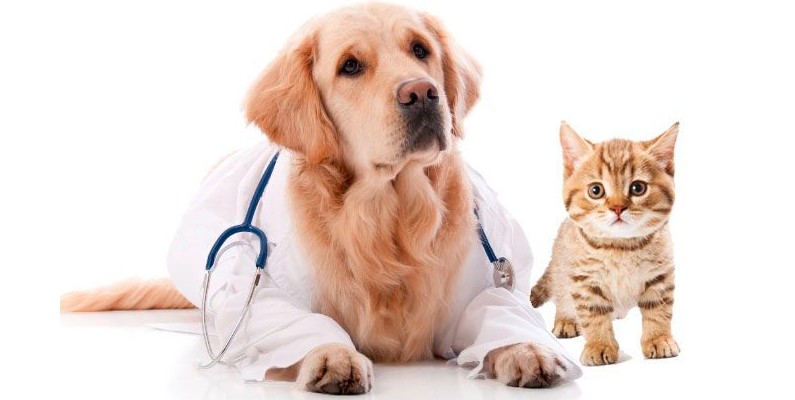 Best pet insurance in australia