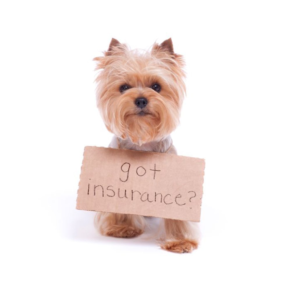 Pet insurance companies in australia