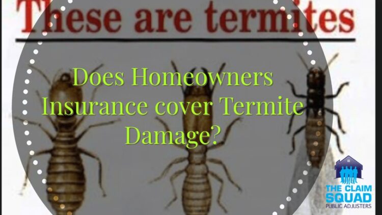 Insurance termite damage covered here fact surprising