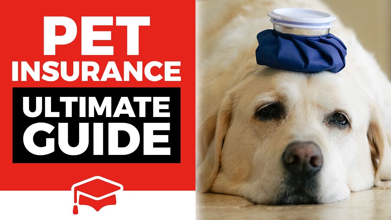 Cheapest pet insurance in australia