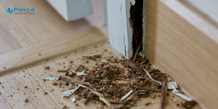 Does building insurance cover termite damage in australia